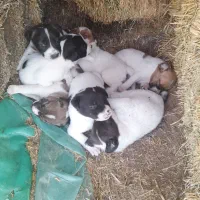 فروش چند تا بچه سگ