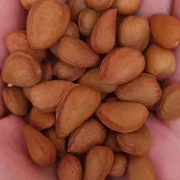 بادام کوهی،الوک