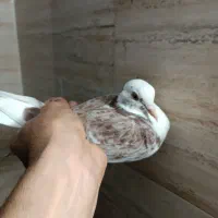 کفتر شازده|پرنده|فردیس, شهرک ناز|دیوار