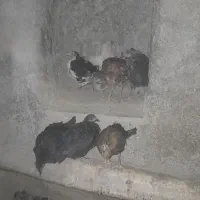 مرغ|حیوانات مزرعه|خوانسار, |دیوار