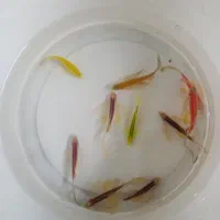 فروش عمده و خرده ماهی آکواریومی|ماهی|قائم‌شهر, |دیوار