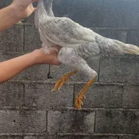 جوجه لاری نصل|حیوانات مزرعه|پره‌سر, |دیوار