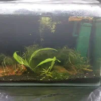 اکواریم و میگو