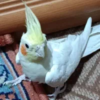 عروس هلندی ( جفت بالغ)|پرنده|سمنان, |دیوار