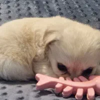 واگذاری سگ اشپیتز