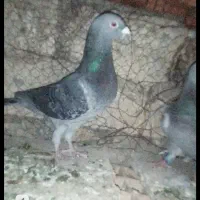کفتر
