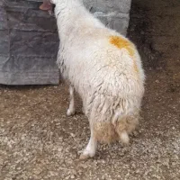 وران سنجابی اصیل|حیوانات مزرعه|جوانرود, |دیوار