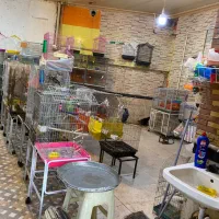 وسایل جانبی حیوانات|لوازم جانبی حیوانات|تبریز, |دیوار