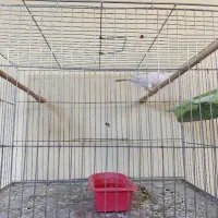 پرنده قناری ماده