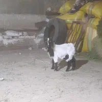 بزغاله نر عراقی