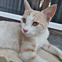 گربه گم شده