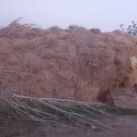 تعدادی علوفه قاطی با یونجه|خدمات باغبانی و درختکاری|شوط, |دیوار