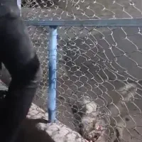 سگ ۱۱ماهه نگهبان