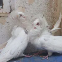 سفید عروس و سینه