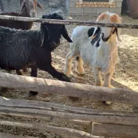 میش و بره نر|حیوانات مزرعه|بهبهان, |دیوار