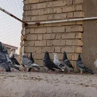 کبوتر پلاکی|پرنده|شیراز, کرونی(خاتونک)|دیوار