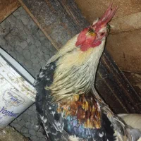 خروس گلین و کبوتر تهرونی|حیوانات مزرعه|اصفهان, جلفا|دیوار