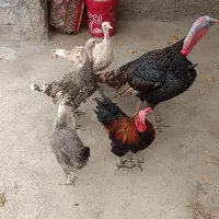 مرغ ، بوقلمون