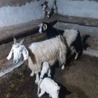 بز جوان و بزغاله|حیوانات مزرعه|گرمی, |دیوار