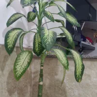 گل طبیعی|گل و گیاه طبیعی|قم, شهید صیاد شیرازی|دیوار