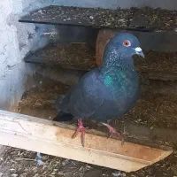 یک کبوتر زاغ ۱۵۰معاوضه هم دارم با هرچی|پرنده|گنبد کاووس, |دیوار