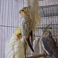طوطی عروس هلندی|پرنده|صومعه‌سرا, |دیوار