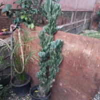 فروش گل کاکتوس