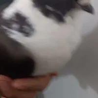 کبوترابلق|پرنده|اهواز, کوی رمضان|دیوار