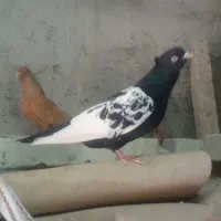 سینه سیاه|پرنده|مسجد سلیمان, |دیوار