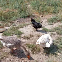 دوعدغاز|حیوانات مزرعه|گنبد کاووس, |دیوار