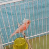 قناری|پرنده|زرند, |دیوار