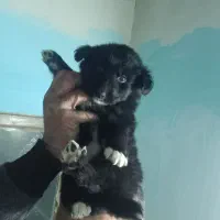 سگ پا کوتاه بامزه