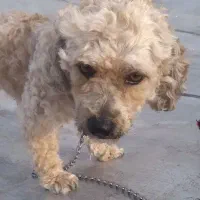فروش فوری سگ نژاد پودل نر موفرفری|سگ|اردبیل, |دیوار