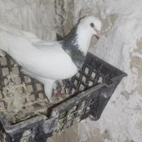 طوقی
