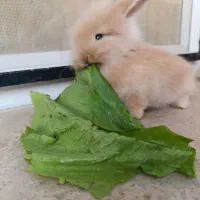 واگذاری خرگوش لوپو