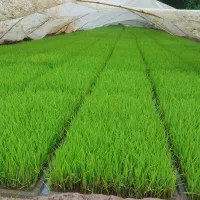 توم|خدمات باغبانی و درختکاری|لشت نشا, |دیوار
