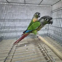 طوطی گرینچیک