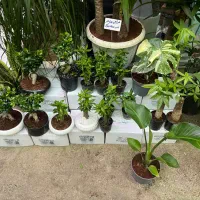 گل و گیاه آپارتمانی تخفیف ویژه روز مادر