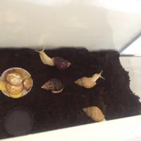 حلزون طبی آچاتینا آلبینو تراپی|خزنده|تهران, راه آهن|دیوار