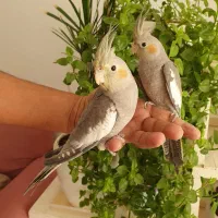 عروس هلندی  بالغ وجوجه|پرنده|گلبهار, شهر جدید گلبهار|دیوار