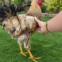 خروس زینتی خوش‌رنگ و دم‌پر برای فروش