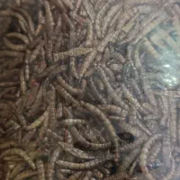 میلورم و پلت رنگی