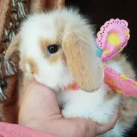 خرگوش رایگان باخرید لوازم نگهداری با کارتکس سلامت