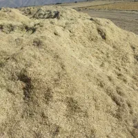 فروش علوفه کاه پیچ ، برنج|حیوانات مزرعه|کامفیروز, |دیوار