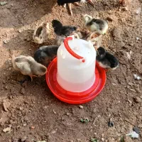 جوجه گلین|حیوانات مزرعه|دهلران, |دیوار