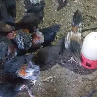 مرغ|حیوانات مزرعه|پاوه, |دیوار