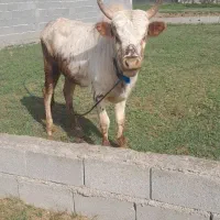 گاو نر فروشی