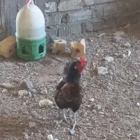 مرغ محلی خورد لاری