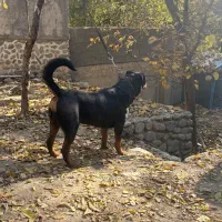 سگ روت|سگ|کوهسار (البرز), |دیوار