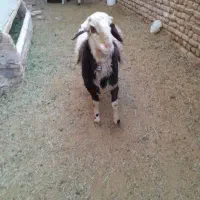 بره نر بروجردی